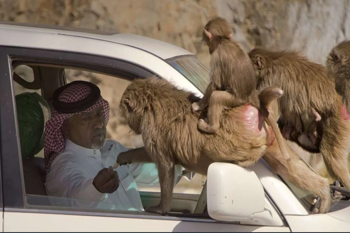 السعودية تغرم صاحب مقطع تعذيب القرود