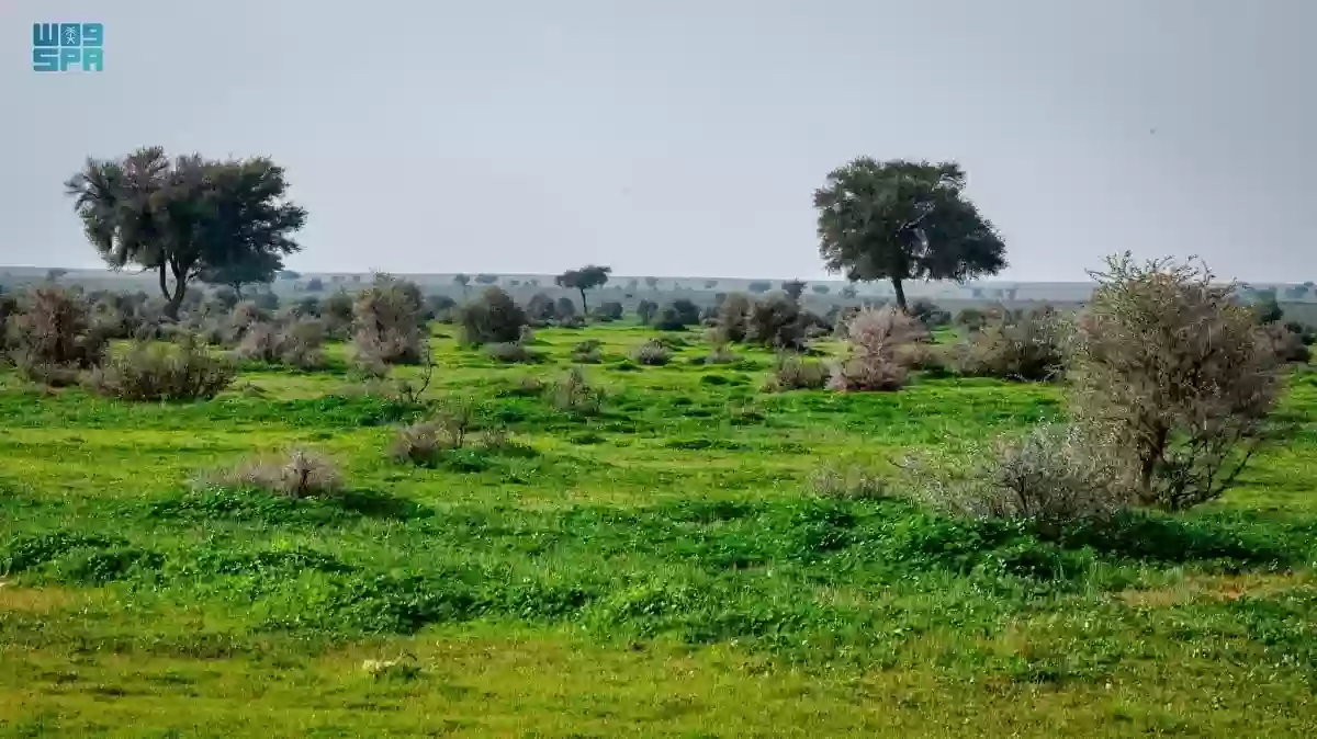 محمية الإمام تركي بن عبد الله الملكية