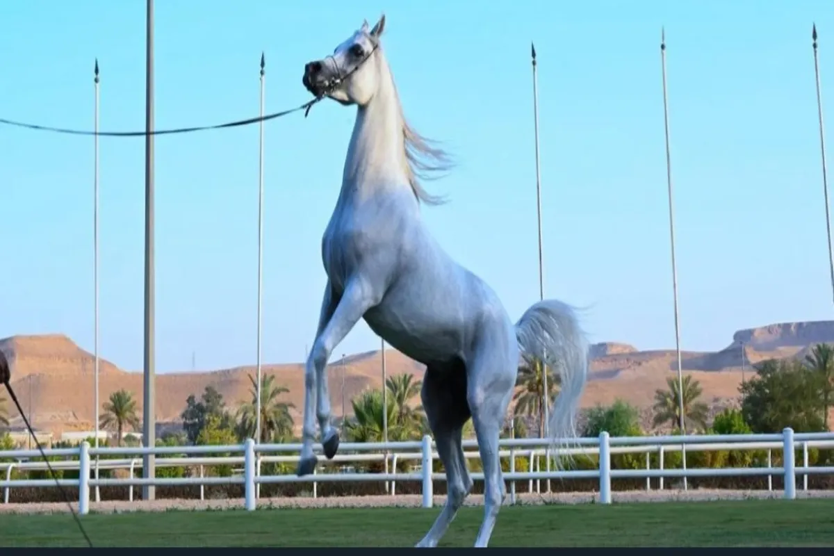 خيل أصيل 